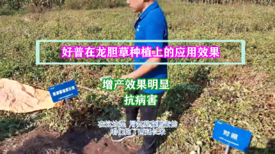 增產(chǎn)效果明顯、抗病害:撫順市清原滿族自治縣英額門鎮(zhèn)椽子溝村(2021.9.4)