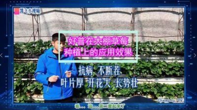 抗病不斷茬、葉片厚、開花大、長勢(shì)壯：東港市合隆鎮(zhèn)大棚草莓(2021.10.29)