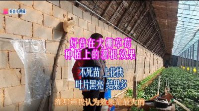 不死苗、上花快、葉片黑亮、結(jié)果多：莊河市光明山鎮(zhèn)喬屯村大棚草莓（2022.1.4）