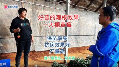 保苗率高、抗病效果好、產量高:莊河市光明山鎮小營子村 大棚草莓（2022.1.4）