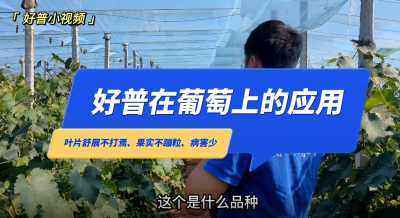 葉片舒展不打蔫、果實不蹦粒、病害少：金州區七頂山巨峰葡萄(2022.6.24)