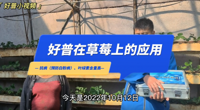 葉綠素含量高、抗病：東港市馬家店鎮草莓（2022.10.12）