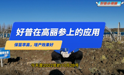 保苗率高、增產(chǎn)效果好：延邊州安圖縣臺前村高麗參（2022.10.28）