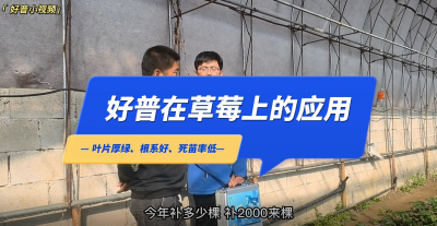 葉片厚綠、根系好、死苗率低：莊河市仙人洞鎮(zhèn)草莓（2022.11.1）