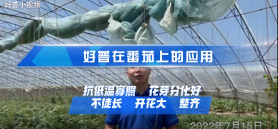 花芽分化好、不徒長、開花好：大連市金普新區(qū)登沙河街道叢家金星村番茄（2022.7.15）