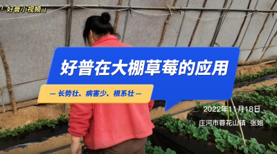 長勢(shì)壯、病害少、根系壯：莊河市蓉花山鎮(zhèn)草莓（2022.11.18）