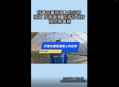 成苗率、花芽分化好、預(yù)防病毒病：大連市金普新區(qū)華家街道番茄（2022.11.24）