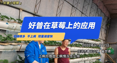 毛細(xì)根多、不上病、現(xiàn)蕾速度快：莊河市蓉花山鎮(zhèn)草莓（2022.11.17）