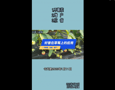 不斷茬、增產(chǎn)、抗?。和叻康晗扇硕矗?023.1.11）