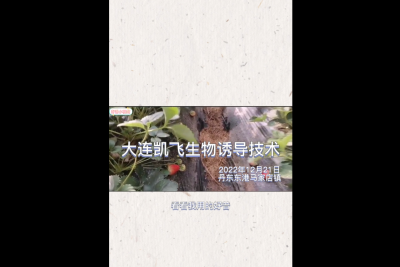 不斷茬、果沉、病害輕：東港市馬家店鎮(zhèn) （2022.12.21）