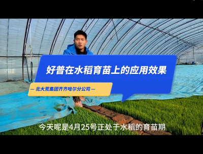 促進(jìn)根系生長(zhǎng)、提高葉片功能、保證葉齡處于正常狀態(tài)：齊齊哈爾（2023.4.25）