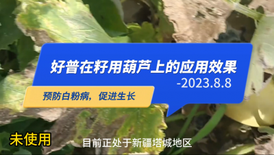 預(yù)防白粉病、促進生長:新疆塔城市（2023.8.8）