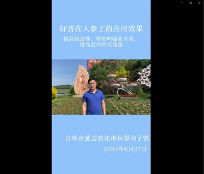 提高抗逆性、增加葉綠素含量、提高營養回流儲備:吉林省敦化市（2024.6.27）